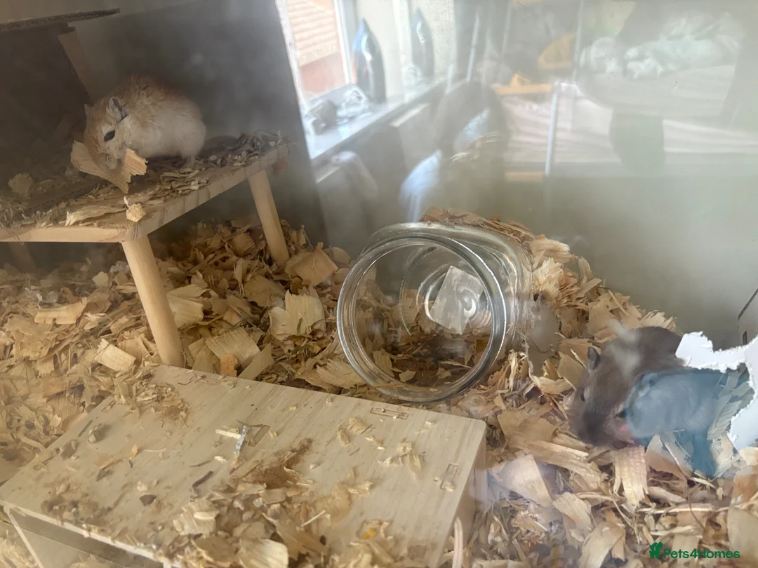 Gerbil rodents for sale: 2 male gerbils in Northallerton - Advert 5
