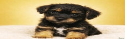 Border Terrier dogs for sale: Two Stunning Border Teddy Boys - Advert 1