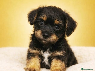 Border Terrier dogs Two Stunning Border Teddy Boys - Advert 2