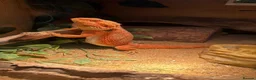 Bearded Dragon reptiles for sale: Healthy Happy Male Bearded Dragon with setup - Advert 2