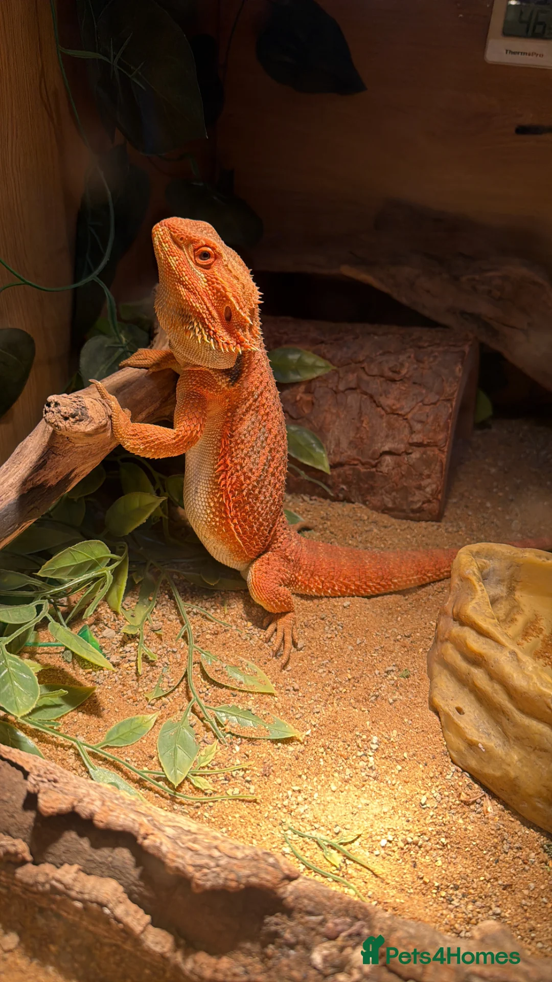 Bearded Dragon reptiles for sale: Healthy Happy Male Bearded Dragon with setup - Advert 2