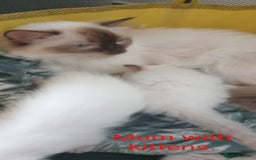 Ragdoll cats for sale: GCCF Chocolate Point with White Bi-color kittensur - Image 13