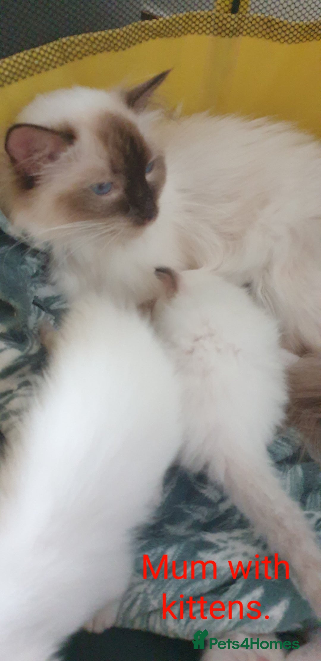 Ragdoll cats for sale: GCCF Chocolate Point with White Bi-color kittensur - Image 13