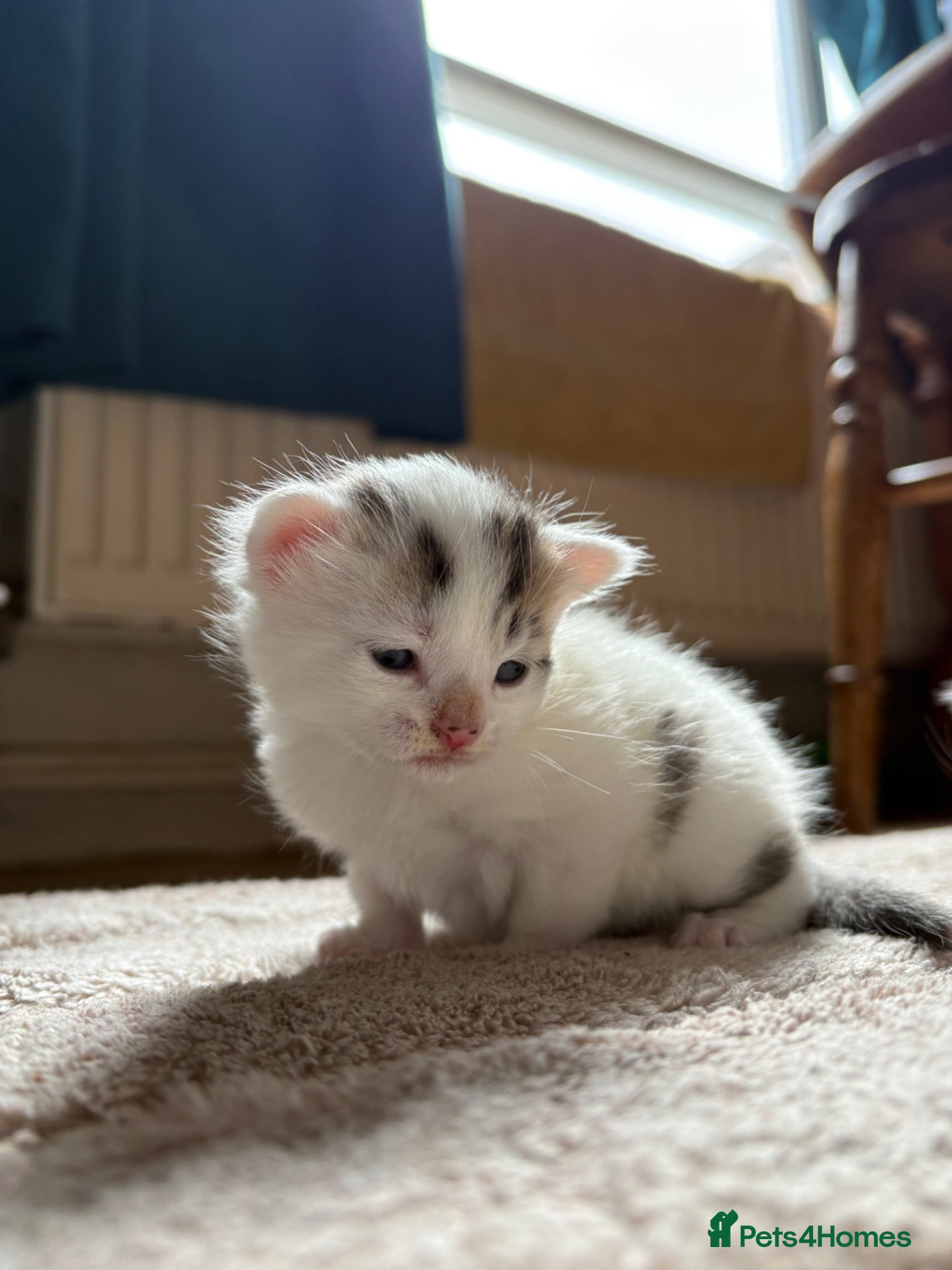 Mixed Breed cats Kitten for sale - Advert 2
