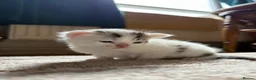 Mixed Breed cats for sale: Kitten for sale in Knighton - Advert 1