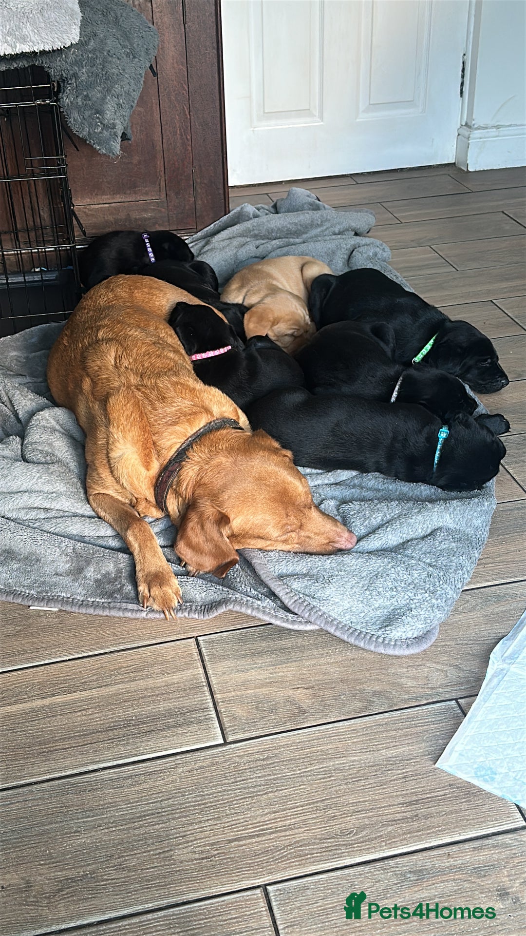 Labrador Retriever dogs for sale: Velvet black old English Labrador puppies  - Advert 8