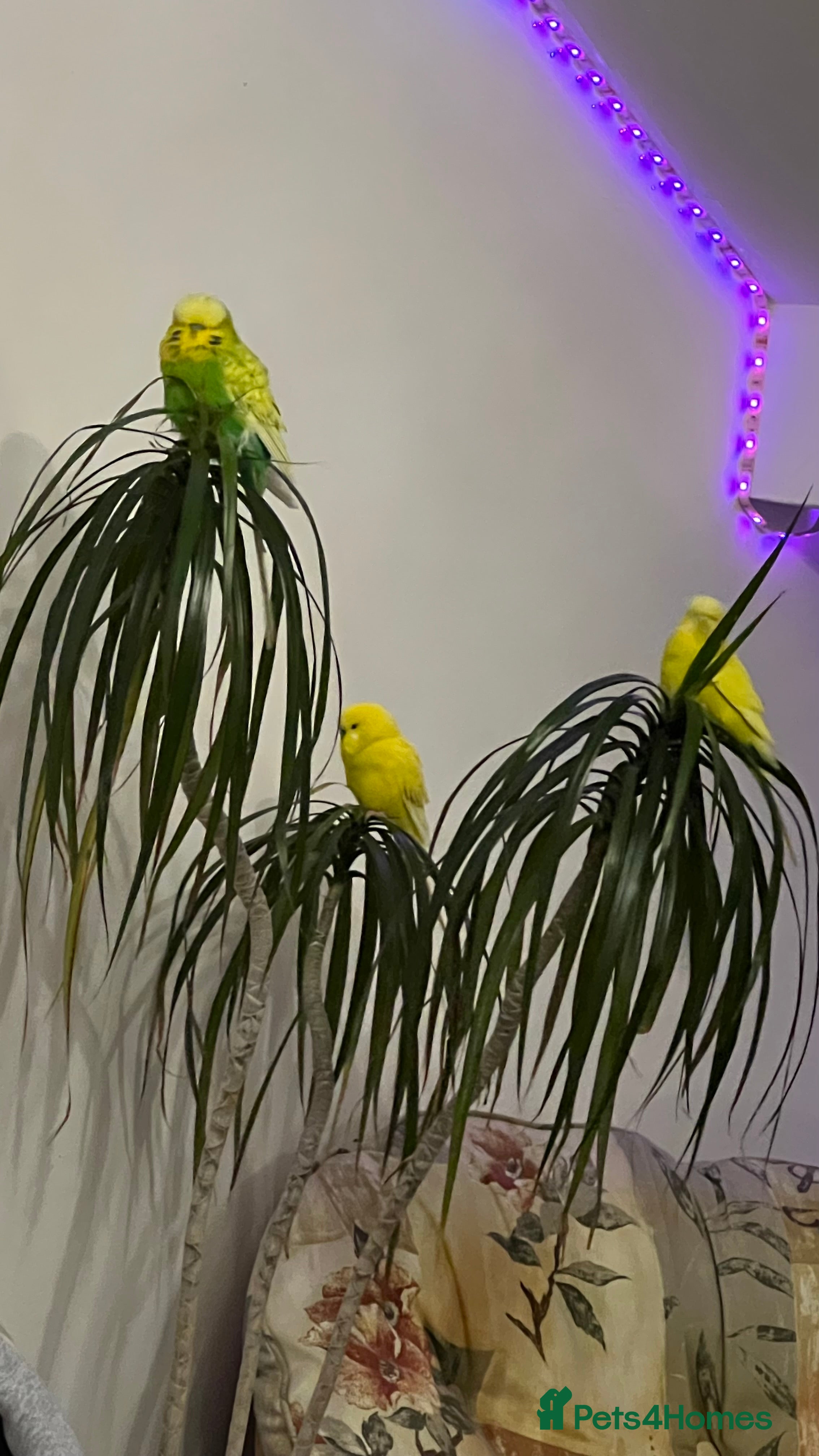 Budgerigars birds 3 budgies for sale - Advert 5