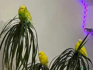 Budgerigars birds 3 budgies for sale - Advert 5
