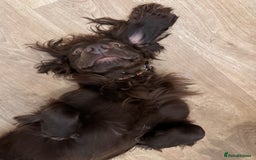 Cocker Spaniel dogs for stud: Gorgeous Chocolate Cocker for stud in Chichester - Image 10
