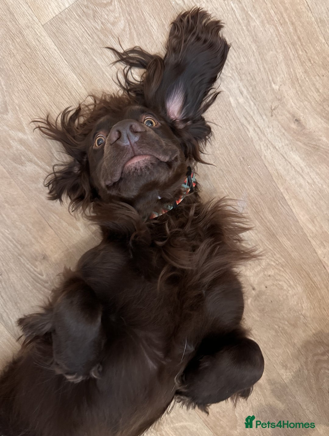 Cocker Spaniel dogs for stud: Gorgeous Chocolate Cocker for stud in Chichester - Image 10