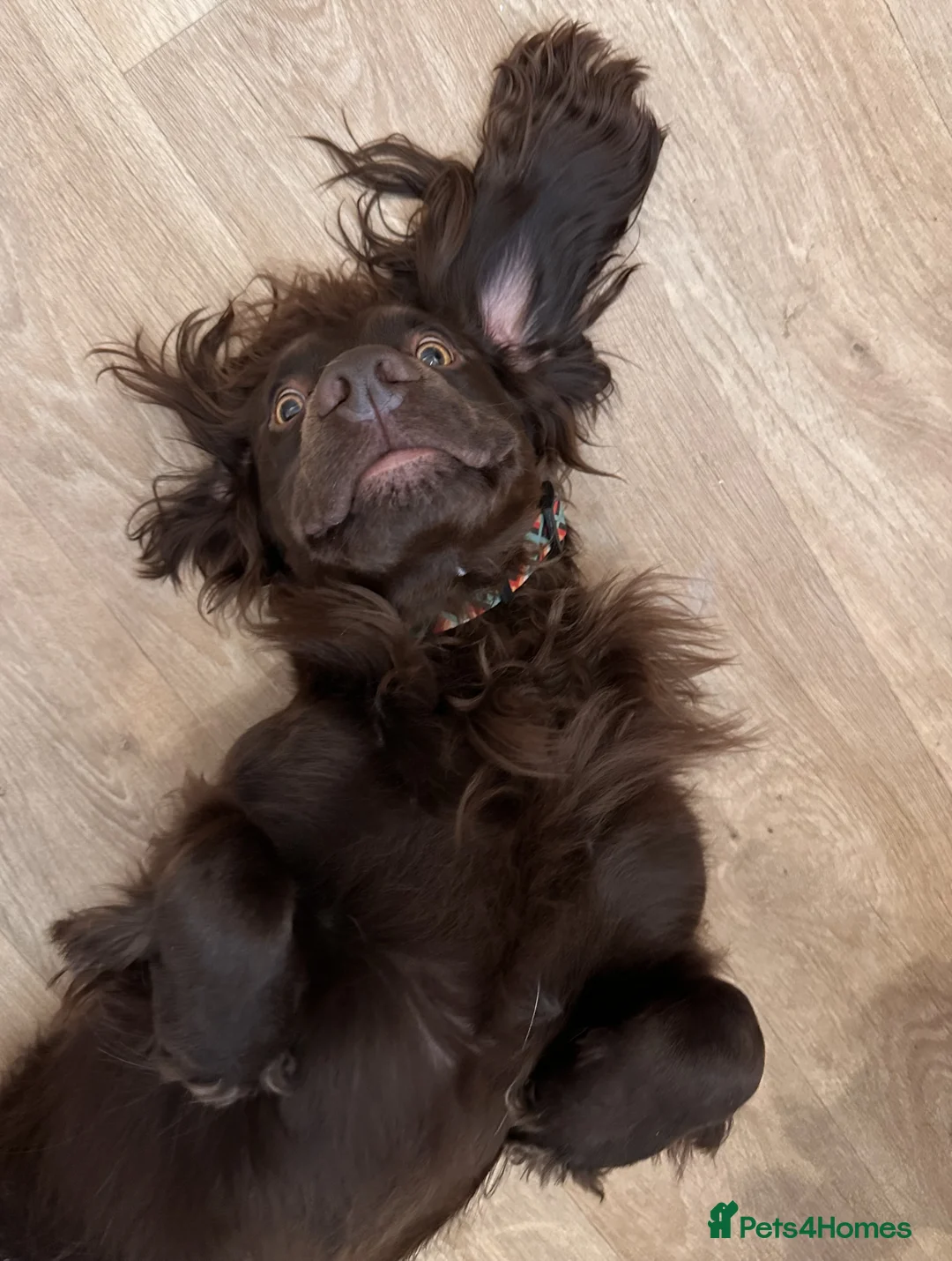 Cocker Spaniel dogs for stud: Gorgeous Chocolate Cocker for stud in Chichester - Advert 10
