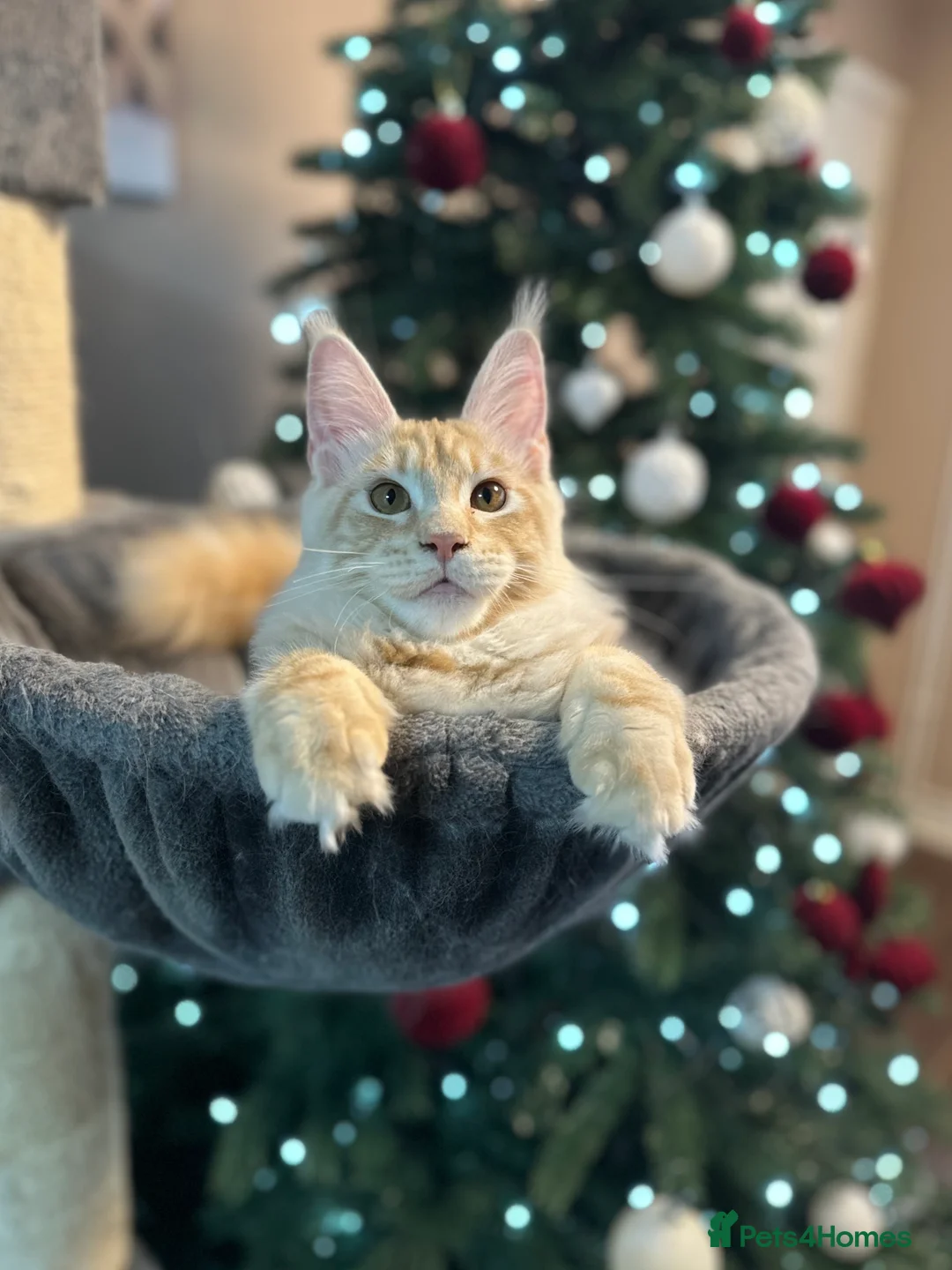 Maine Coon cats for sale: Tica Registered maine coon kitten -  - Advert 3