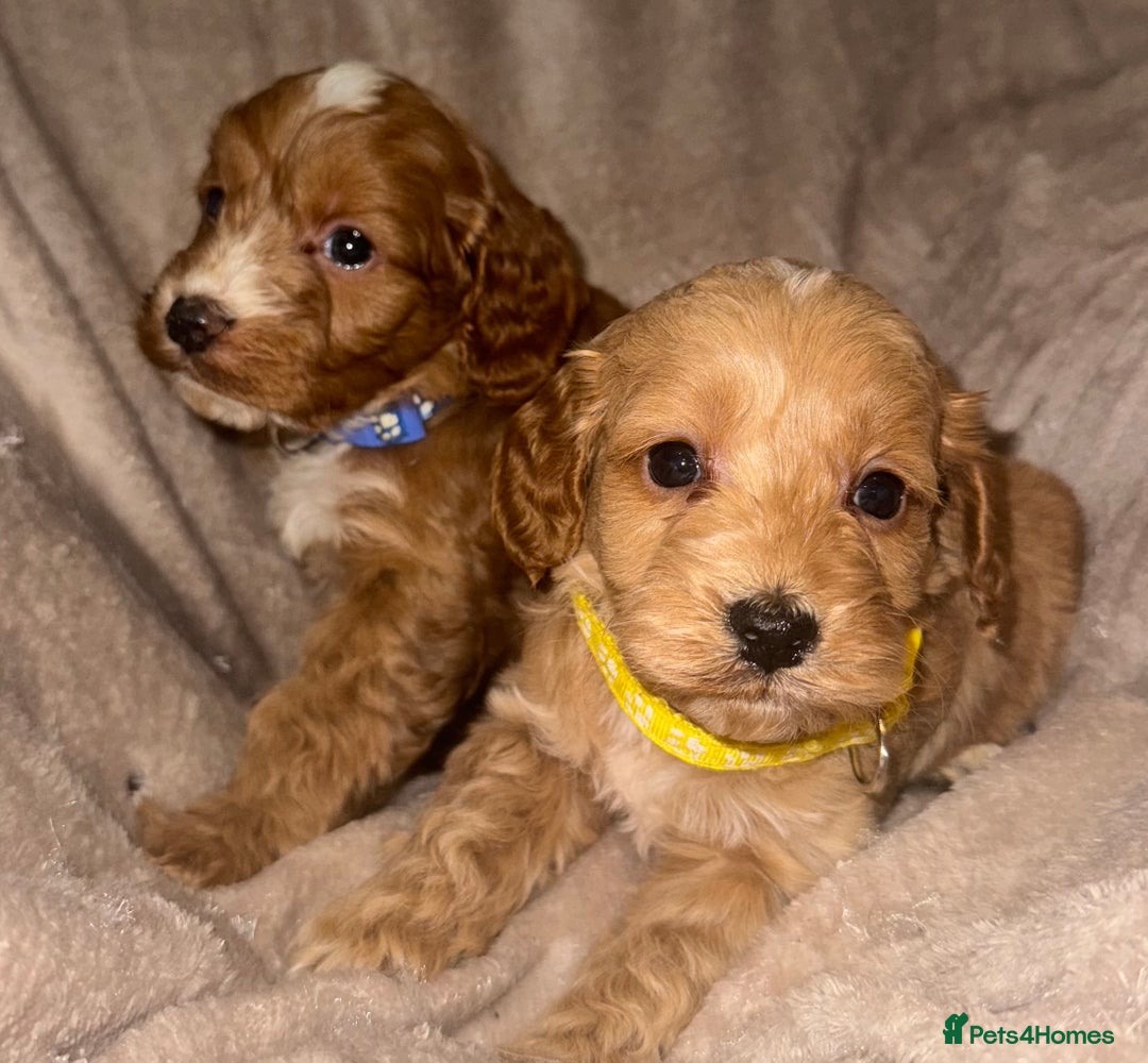 Cockapoo dogs for sale: 7 Cockapoo F1 class Fox red puppies - Advert 9