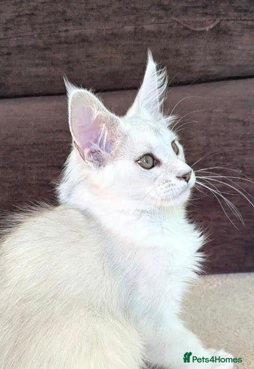 Maine Coon cats Ticked & Shaded Maine Coon Kittens  - Advert 1