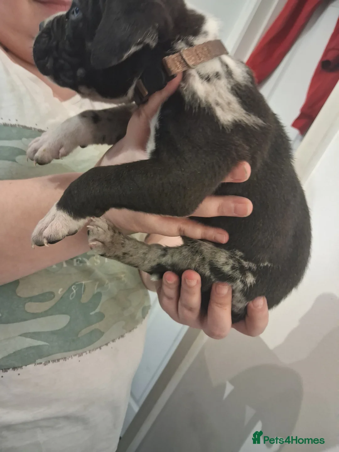 Mixed Breed dogs for sale: Alapaha Blue Blood Bulldog X Cane Corso Puppies  - Advert 11