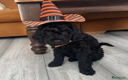 Mini Goldendoodle dogs for sale: A Bundle of Joy F1BB Mini Goldendoodle - Image 1
