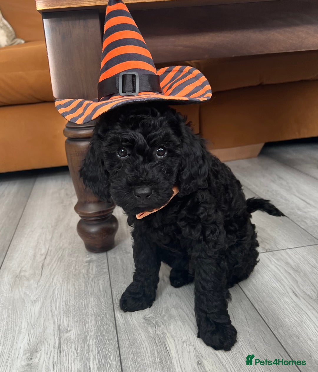 Mini Goldendoodle dogs for sale: A Bundle of Joy F1BB Mini Goldendoodle - Image 1