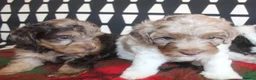 Cockapoo dogs for sale: Cockapoo babies ready from 31st August - Advert 10