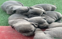 Staffordshire Bull Terrier dogs for sale: cute chunky staffies for all and🐶 - Image 2