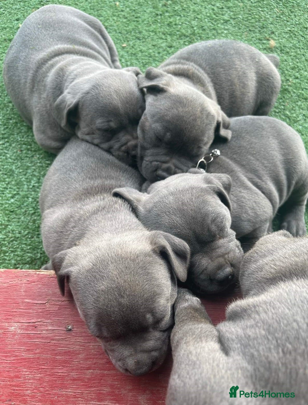 Staffordshire Bull Terrier dogs for sale: cute chunky staffies for all and🐶 - Image 2