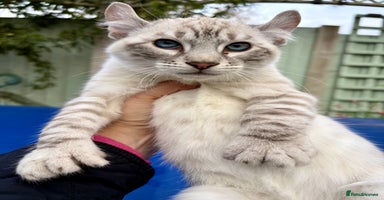 Savannah cats - Advert 4