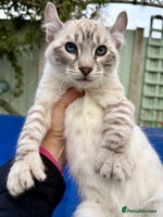 Savannah cats - Advert 2