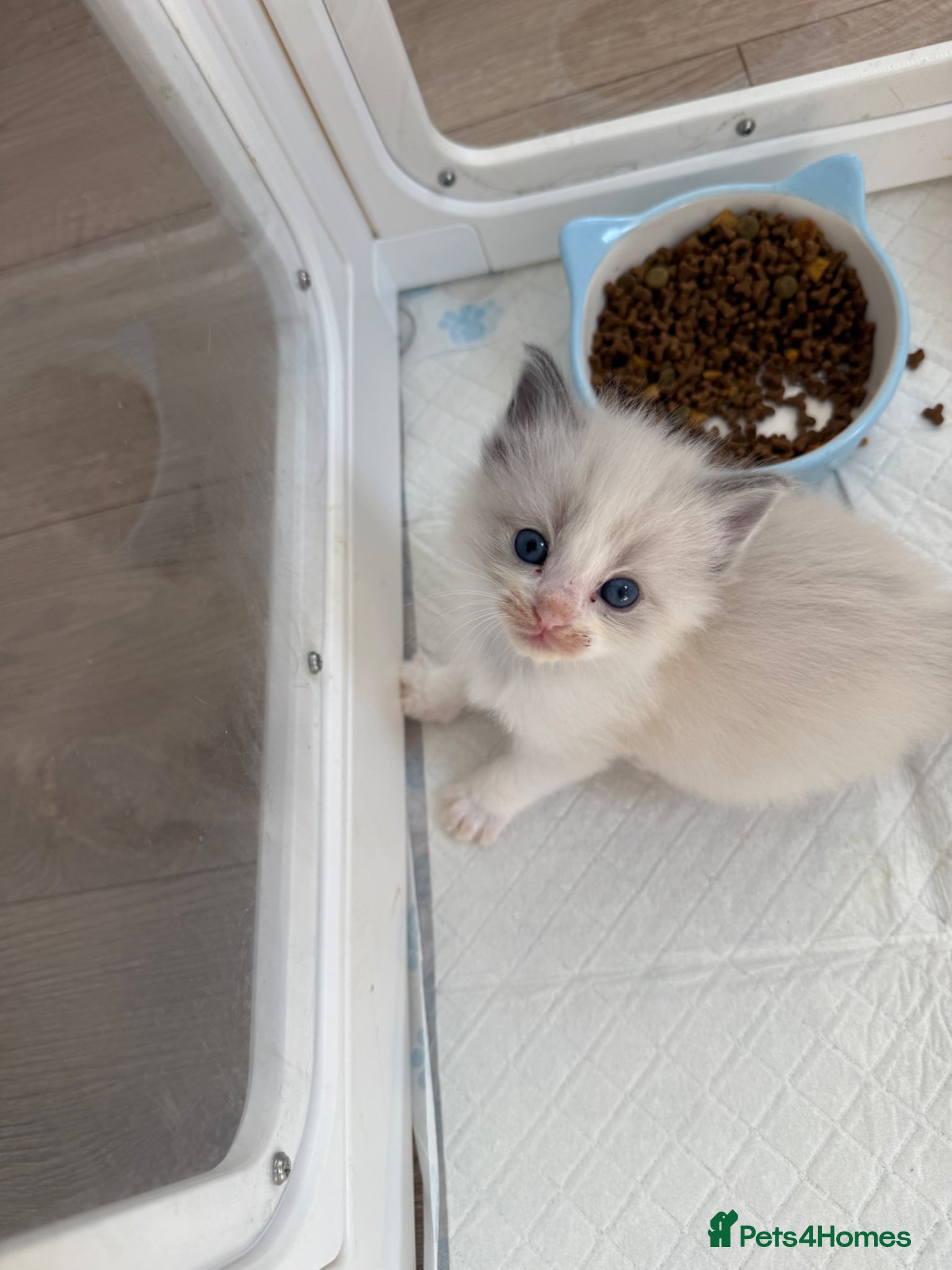 Ragdoll cats 4 male ragdolls  - Advert 17