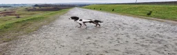 English Springer Spaniel dogs for stud: Hugo - Champion Lineage Springer Spaniel for Stud - Advert 4