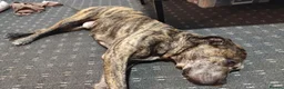 Staffordshire Bull Terrier dogs for sale: Kenzo - Advert 3
