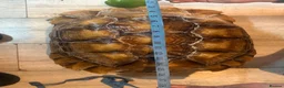 Tortoise reptiles for sale: African sulcutta  - Advert 4