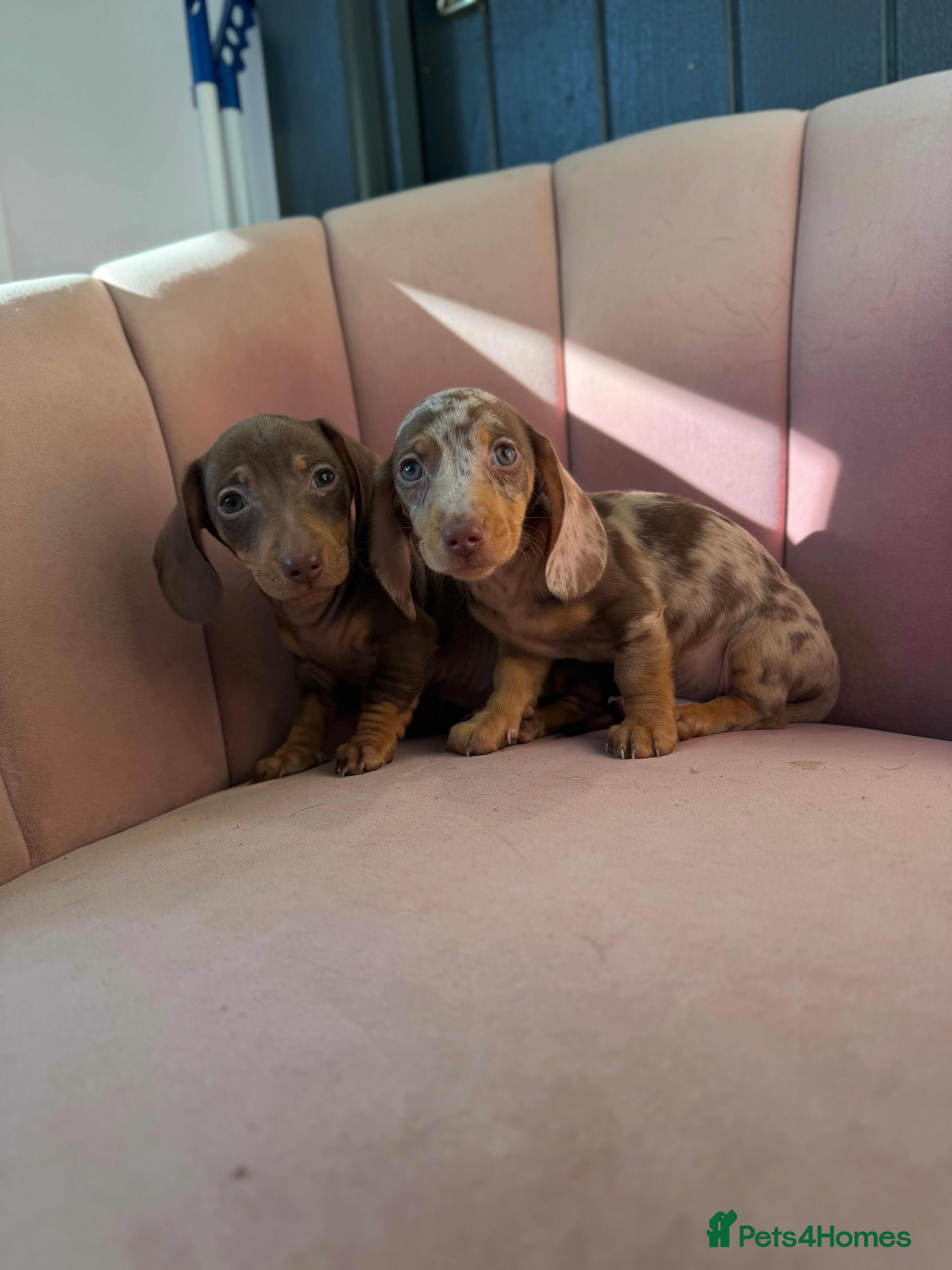 Miniature Dachshund dogs KC Reg Miniature Dachshunds Dapple Isabella    - Advert 2