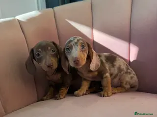 Miniature Dachshund dogs KC Reg Miniature Dachshunds Dapple Isabella - Advert 2