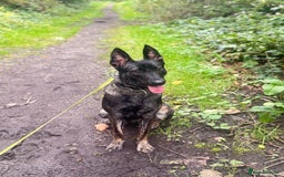 Belgian Shepherd Dog dogs for sale: Part Trained protection dog for sale - Image 2