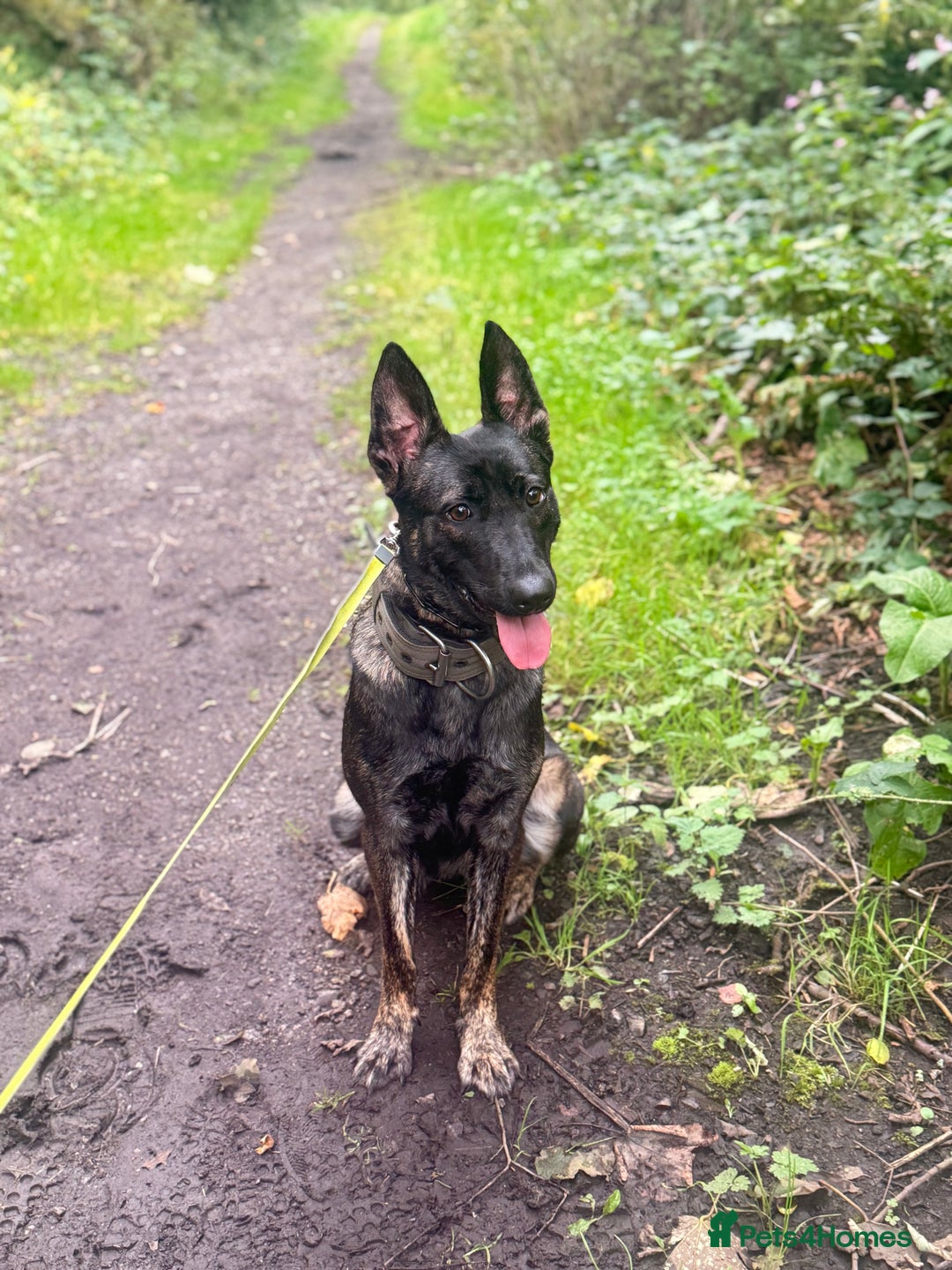 Belgian Shepherd Dog dogs for sale: Part Trained protection dog for sale - Image 2