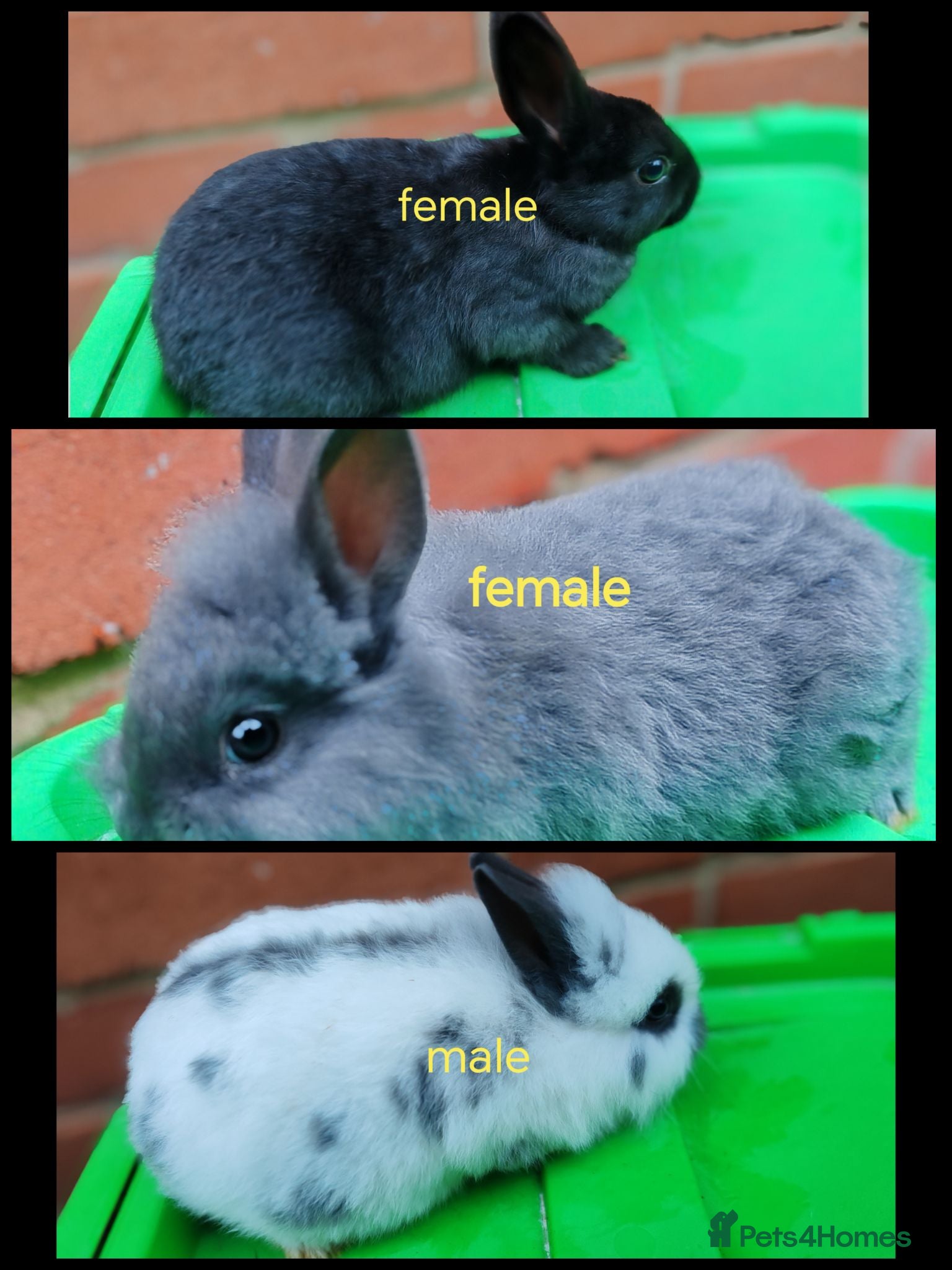 Lionhead rabbits Lionhead rabbit babies  - Advert 1