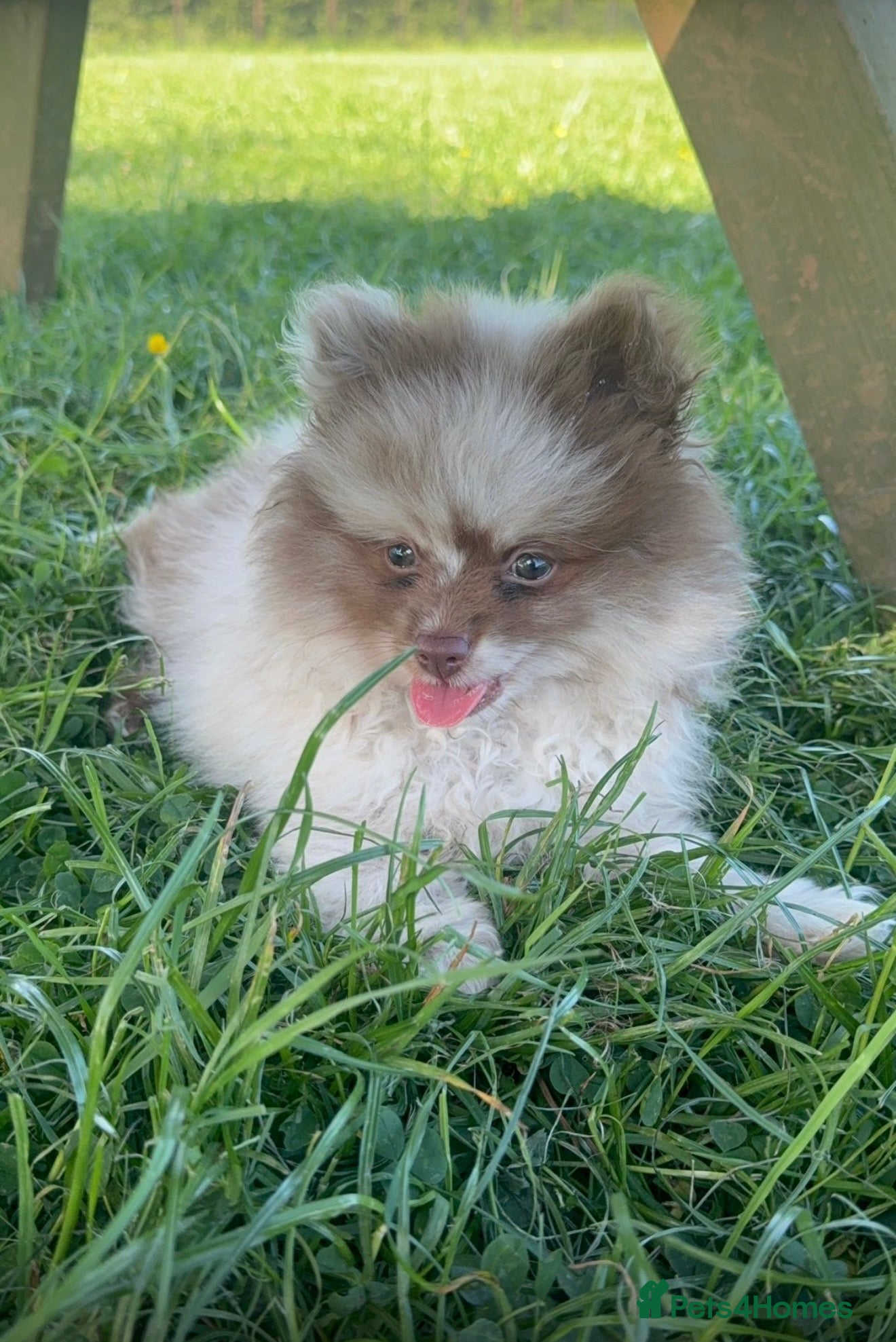 Pomeranian dogs 1 Merle Boy Pomeranian  - Advert 2