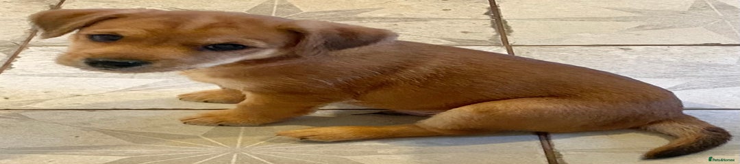 Jack Russell Puppy 3