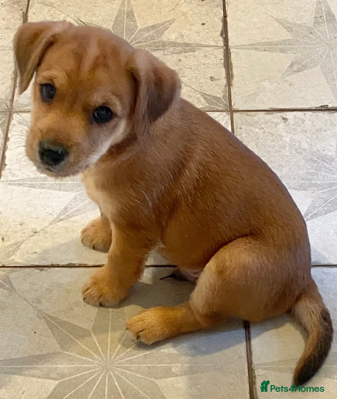 Jack Russell dogs for sale: Jack Russell Puppies  - Image 11