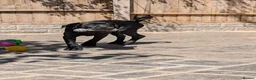 Cane Corso dogs for sale: Black female cane corso puppy  - Advert 4