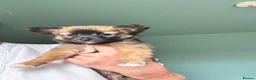 Mixed Breed dogs for sale: Chihuahua x papillon  - Advert 5