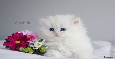 British Shorthair cats - Advert 3