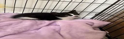Mixed Breed cats for sale: Beautiful Little Black & White Boy - Advert 4