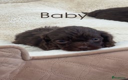 Cockapoo dogs for sale: Stunning Litter of 6 F1 Cockerpoo puppies  - Image 4