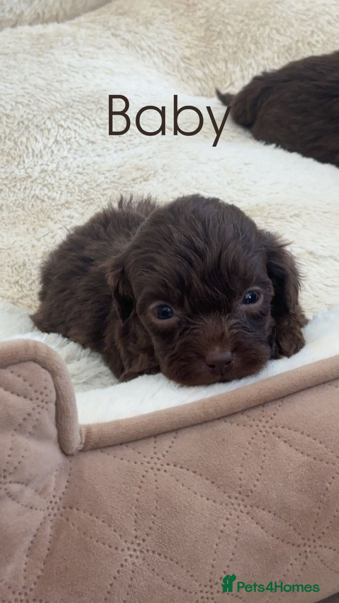 Cockapoo dogs for sale: Stunning Litter of 6 F1 Cockerpoo puppies  - Image 4