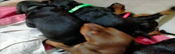 Dobermann dogs for sale: Dobermann puppies - Advert 14