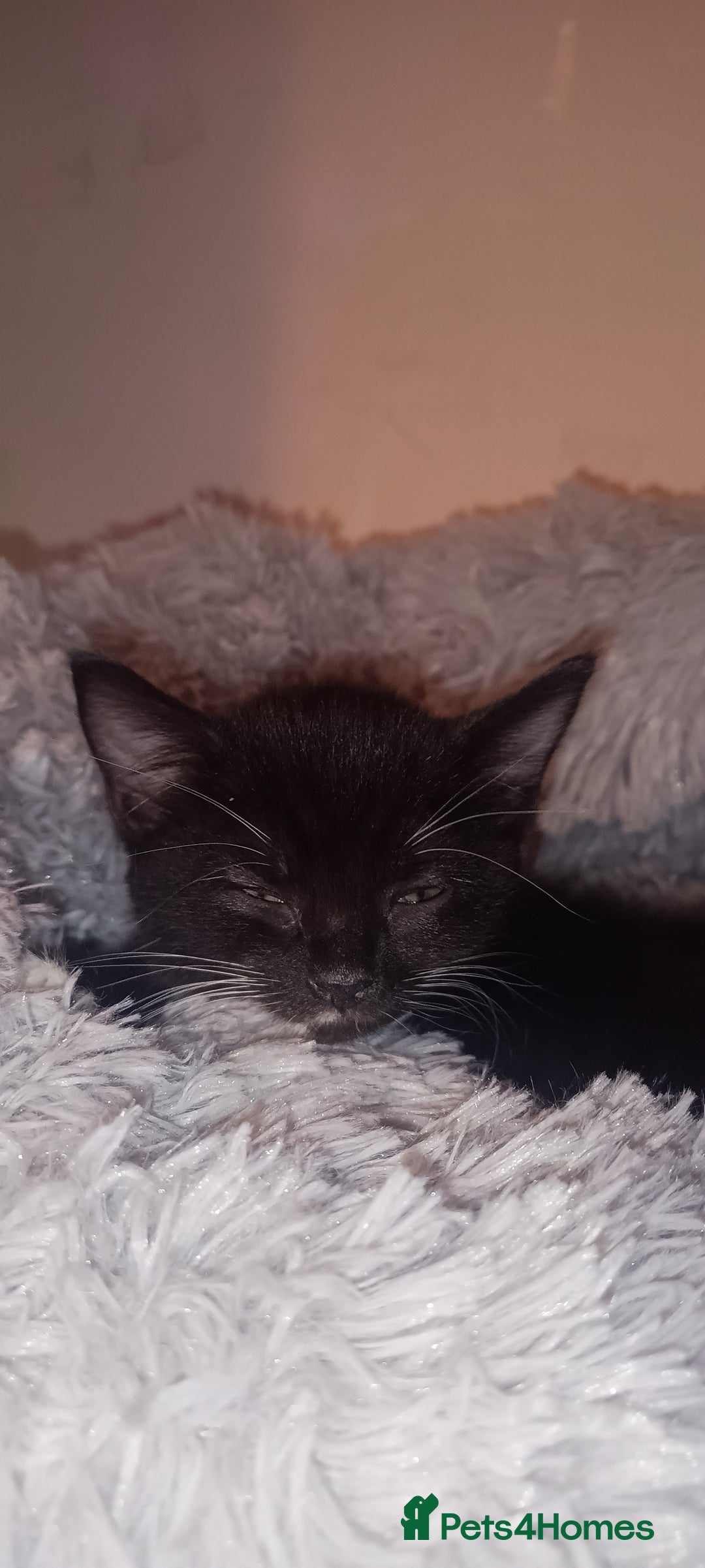 British Shorthair cats for sale: 8 week old female kitten - Image 2
