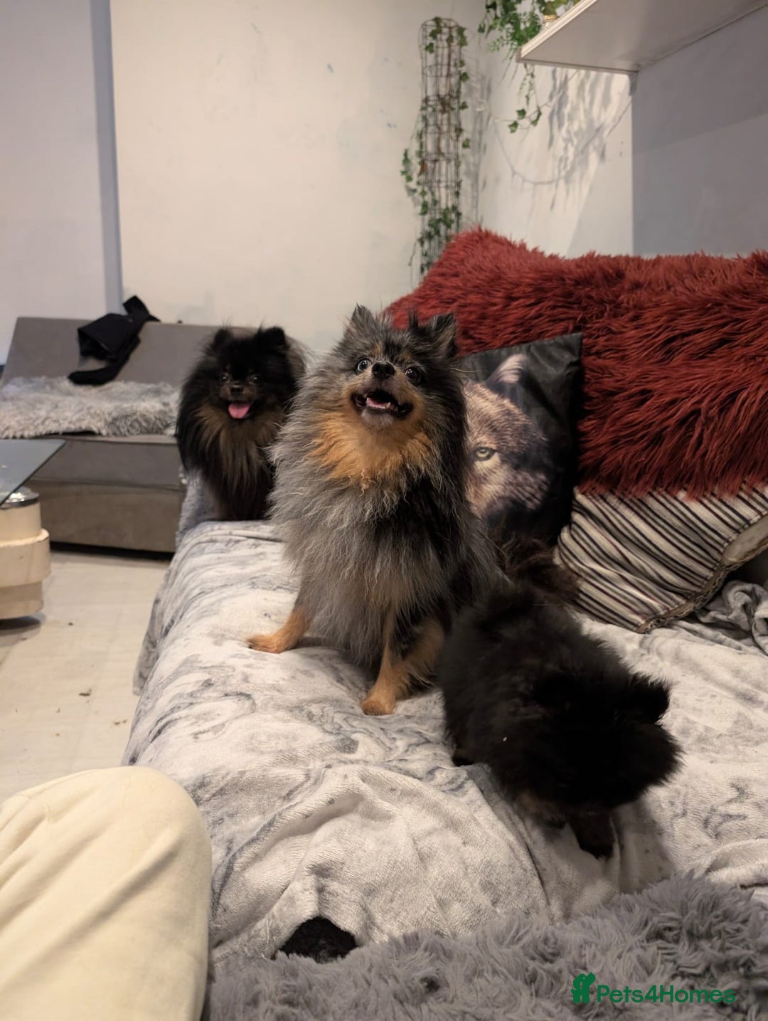 Pomeranian dogs for sale: 2 Stunning Pomeranian Puppies Ready For Homing Now - Image 6
