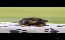 Dachshund dogs for sale: Miniature Wire haired Dachshund Puppies  - Image 11