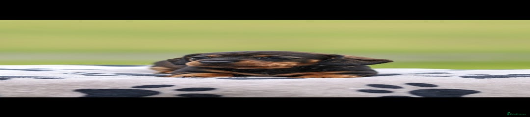 Dachshund Puppy 2