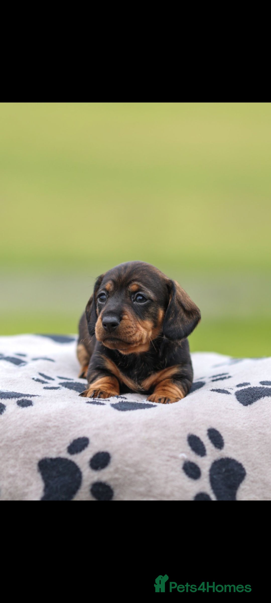 Dachshund dogs for sale: Miniature Wire haired Dachshund Puppies  - Image 11